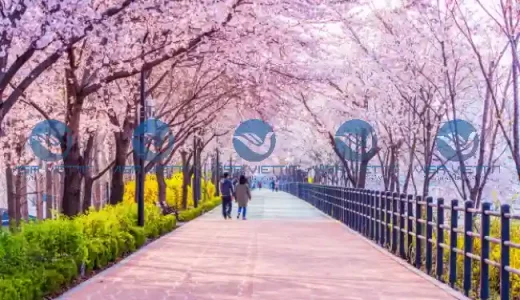 dich-vu-visa-tham-than-han-quoc-visa-viettin